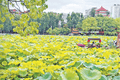 翠湖公园 避暑纳凉好去处