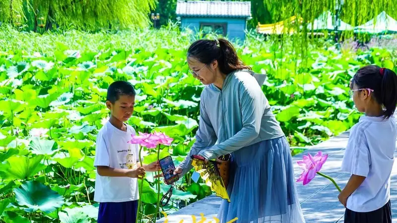 盛夏赏荷正当时,大明湖畔“荷花经济”悄然走红