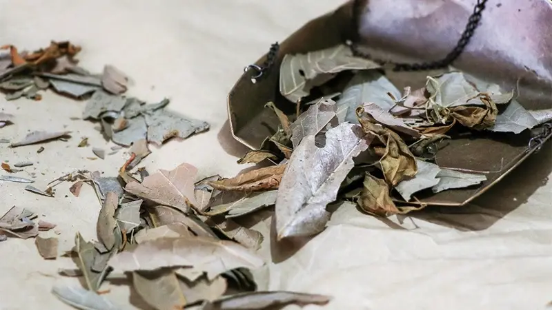 浙江寻凉记：伏天草木藏清凉！一起解锁“浙”些消暑凉茶