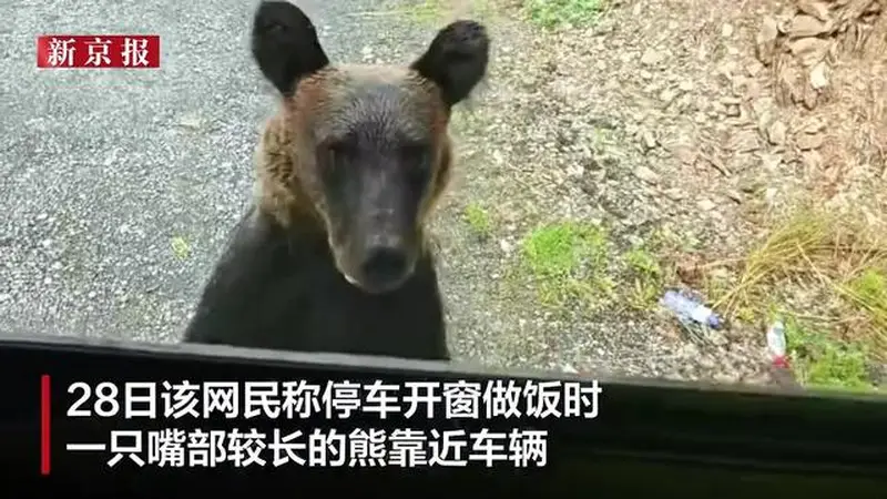 大兴安岭有熊接近车辆啃咬车门,车内人员惊慌尖叫,启动车辆后熊跑走