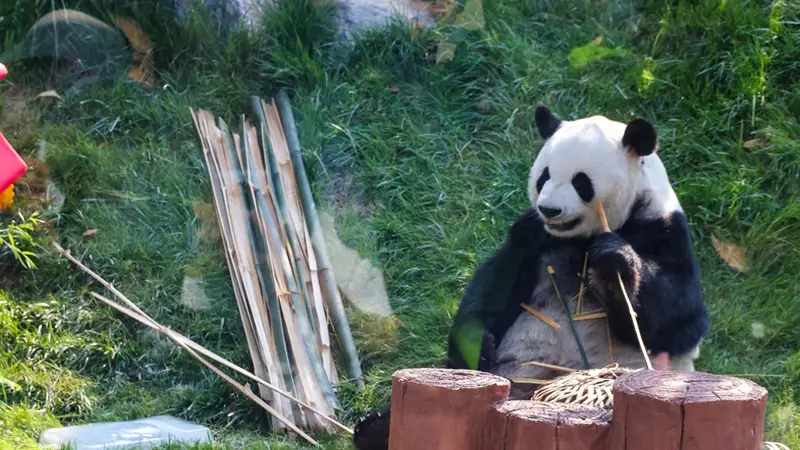冰块、喷淋、鲜草瓜果齐上阵!北京动物园花式给动物“送清凉”