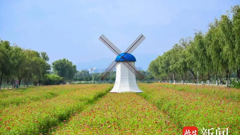 视频|百日菊迎风盛放 海州以花兴业激活赏花经济