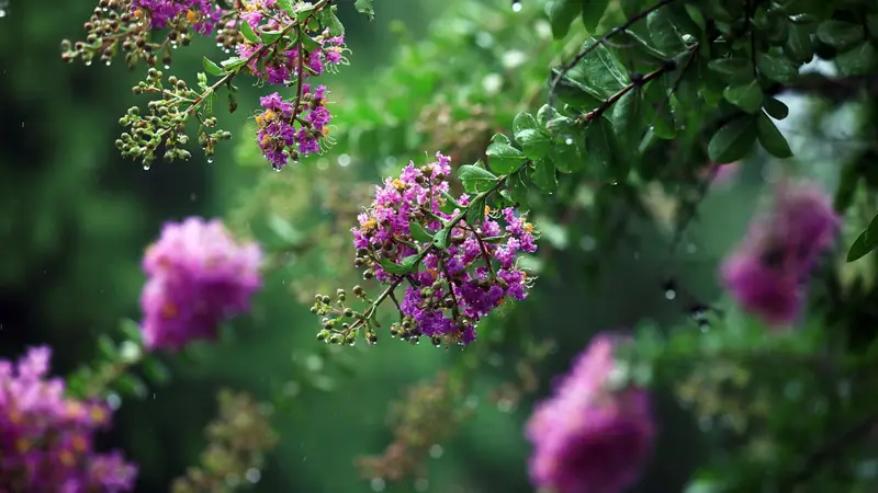 诗画节气｜立秋：梧桐报秋，紫薇留夏
